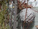 Wasp Nest