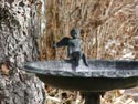 Bird Bath