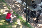 Petting Zoo