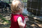 Petting Zoo