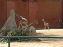 Giraffes at Denver Zoo
