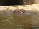 Hippos at Denver Zoo