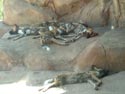 African Wild Dogs at the Denver Zoo