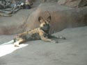 African Wild Dog at the Denver Zoo